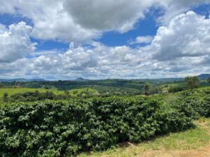 cafezal de Itirapuã da Barra Grande